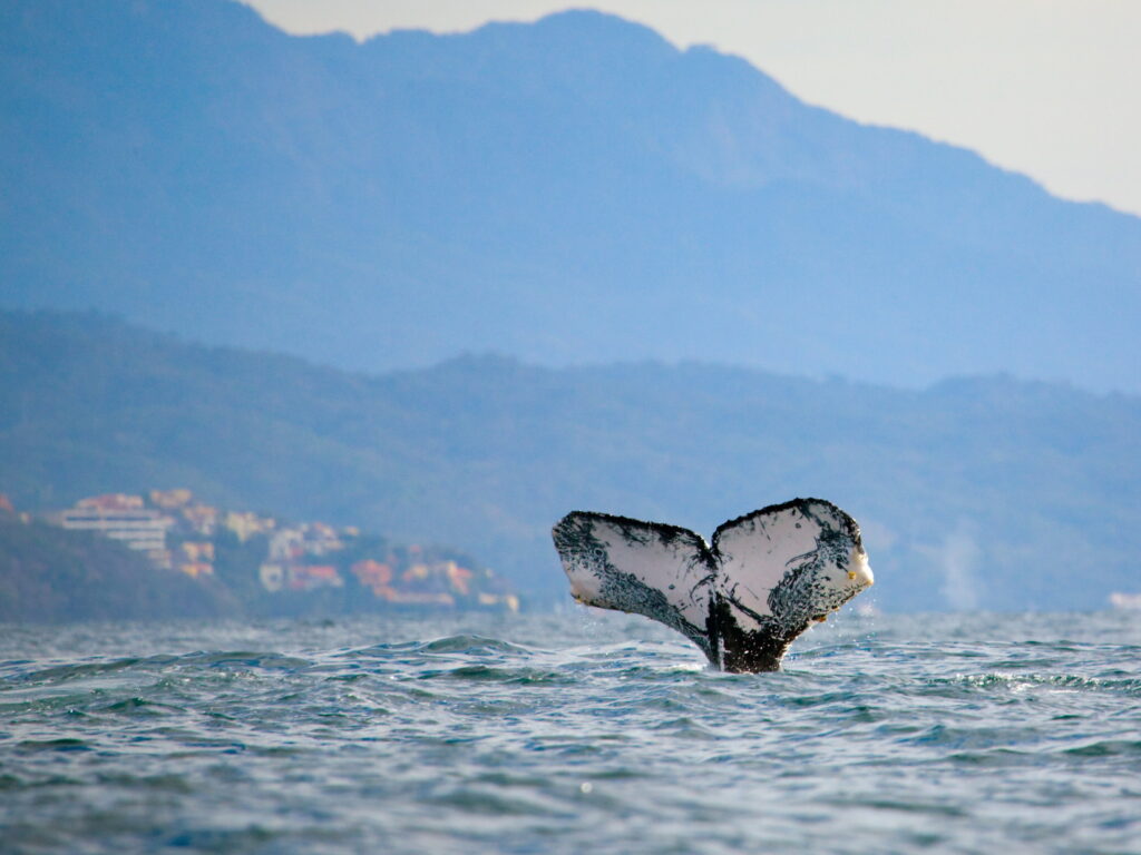 Whale in Banderas Bay