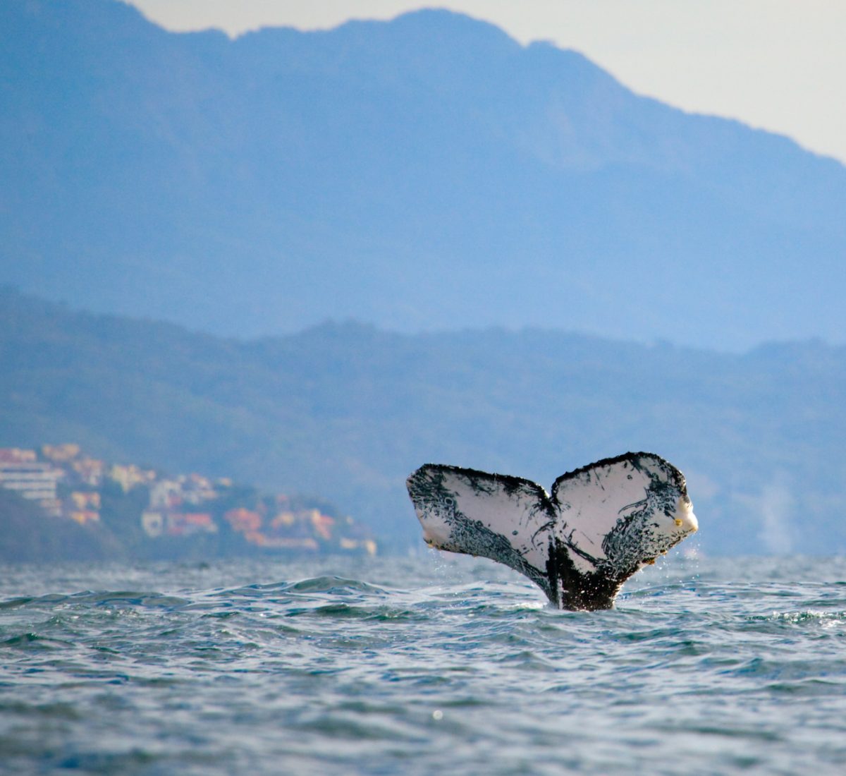 Whale in Banderas Bay