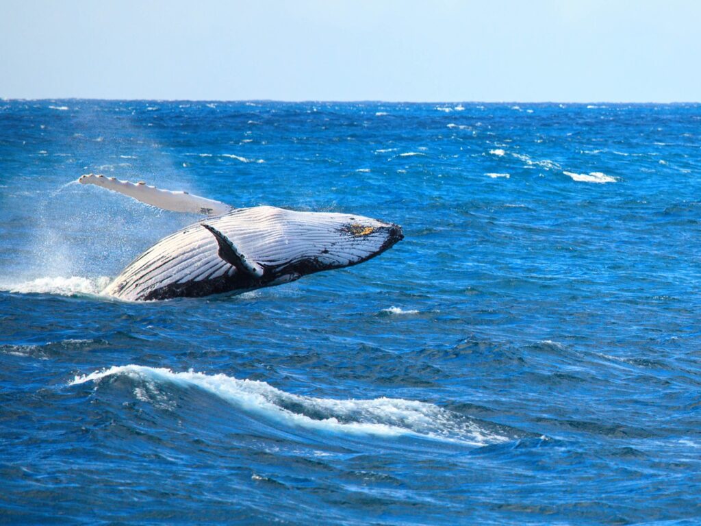 Humpback whale