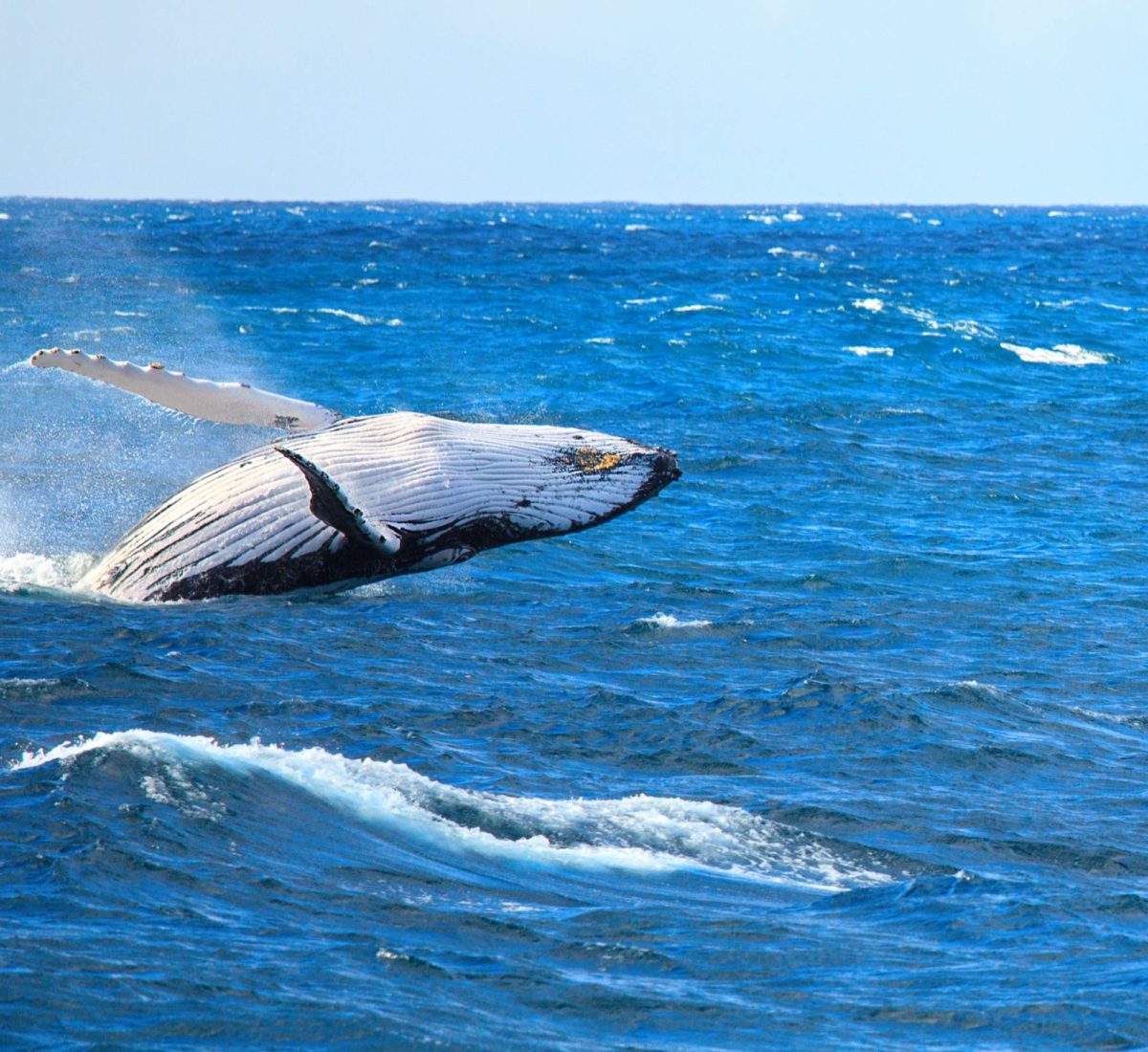 Humpback whale