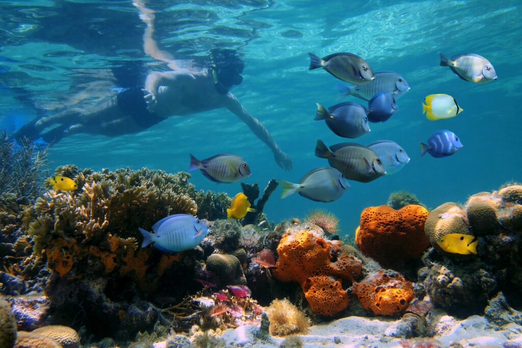 snorkelling
