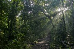 Pipeline Road in the Central American Jungle Las Cruces Trail
