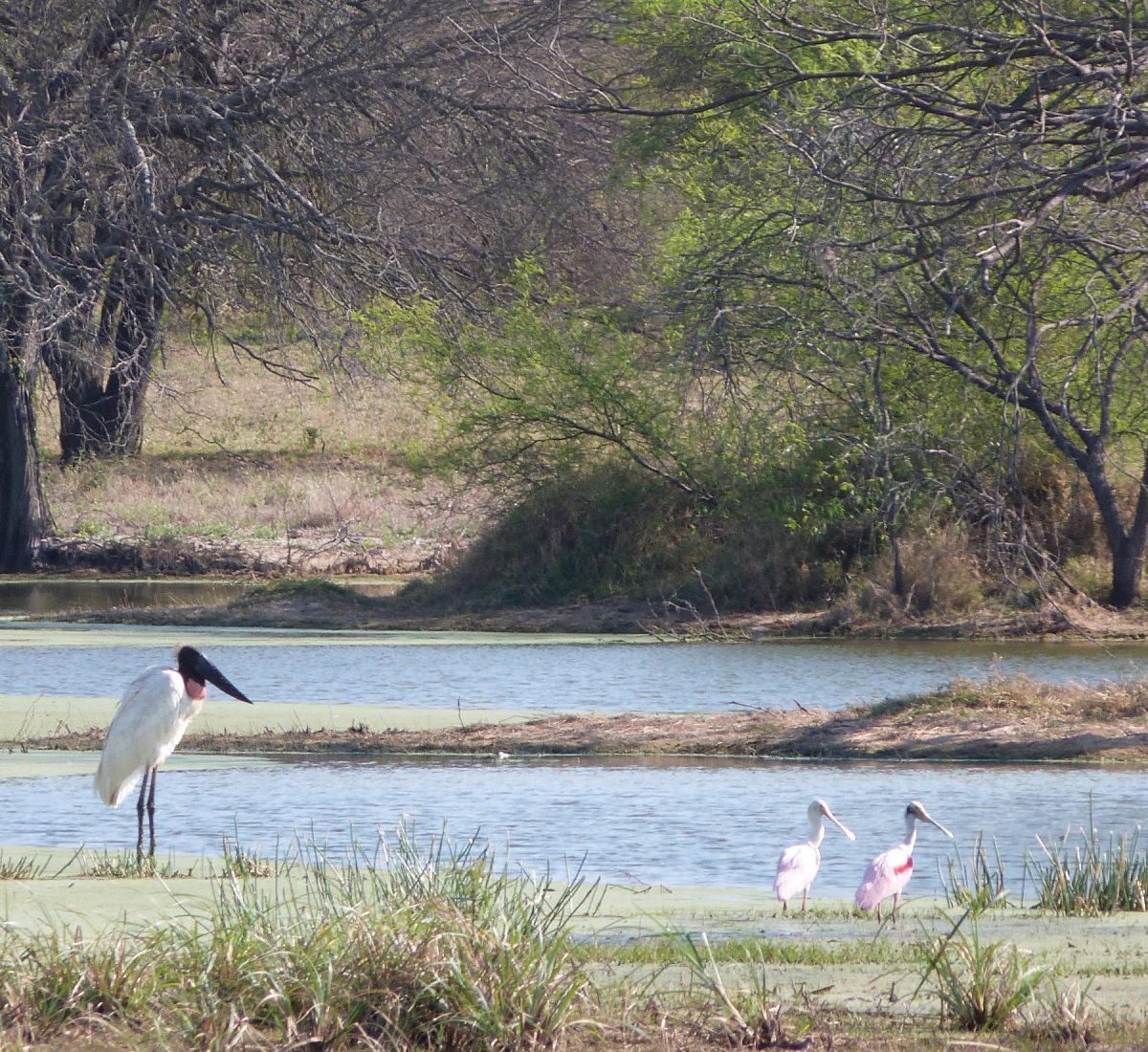 El Chaco Paraguay