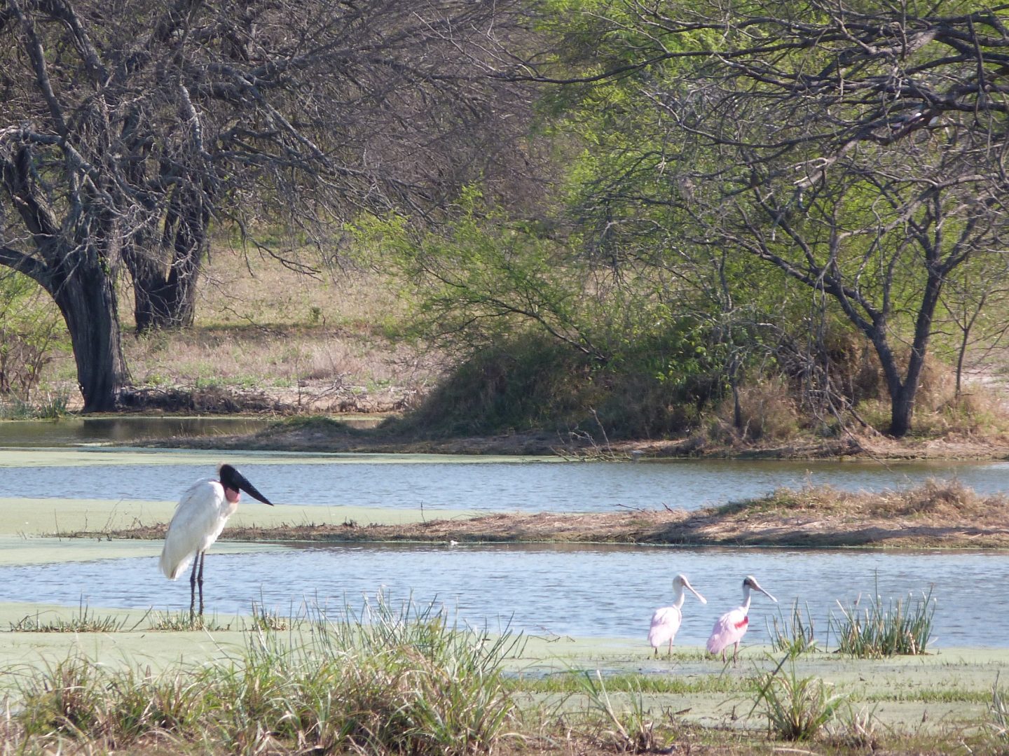 El Chaco Paraguay