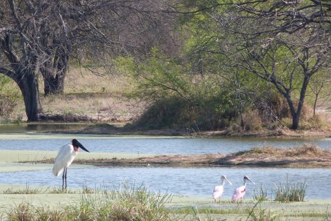 El Chaco Paraguay