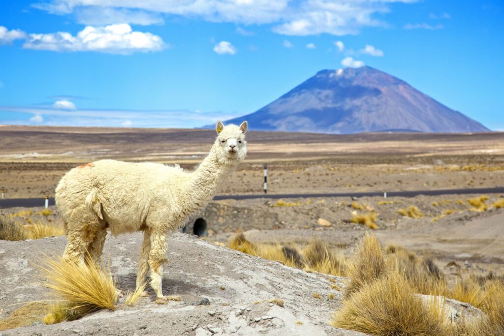 Arequipa