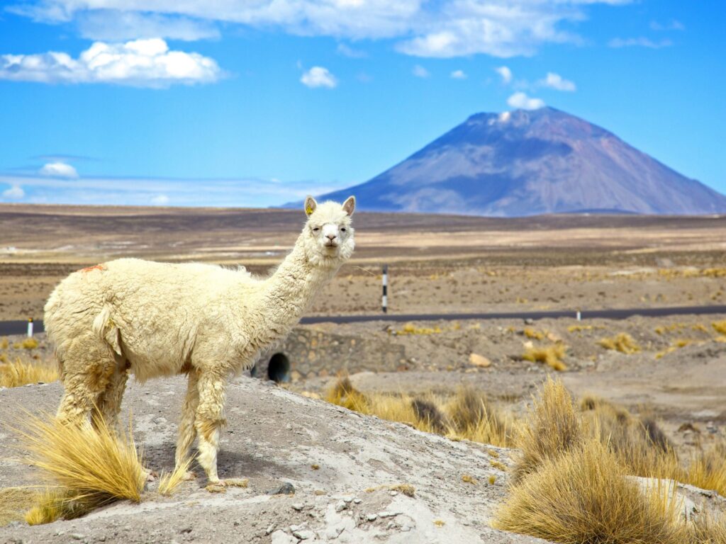 Arequipa