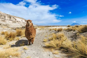 Arequipa
