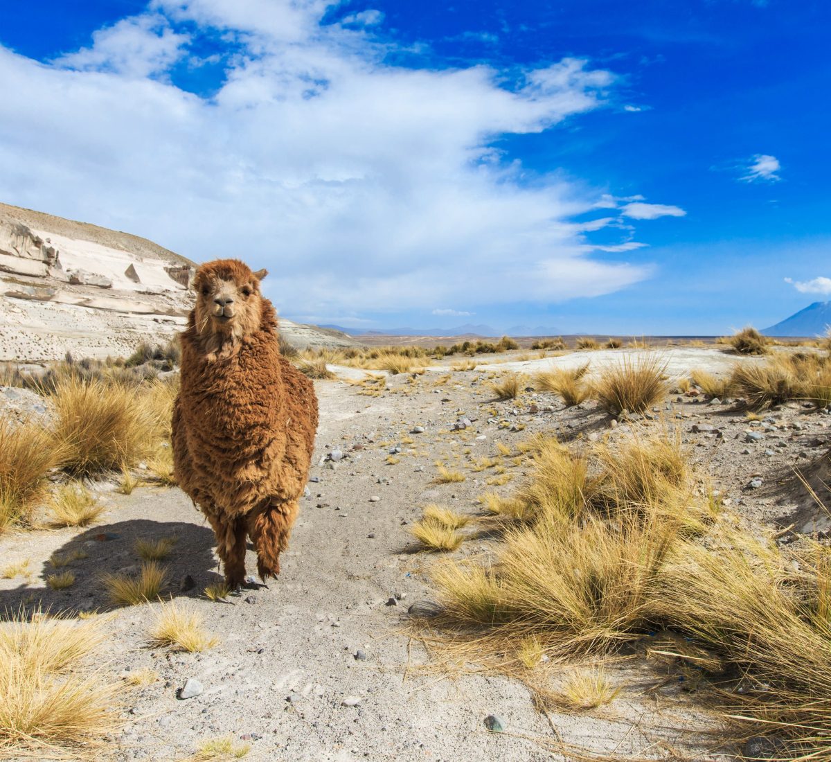 Arequipa