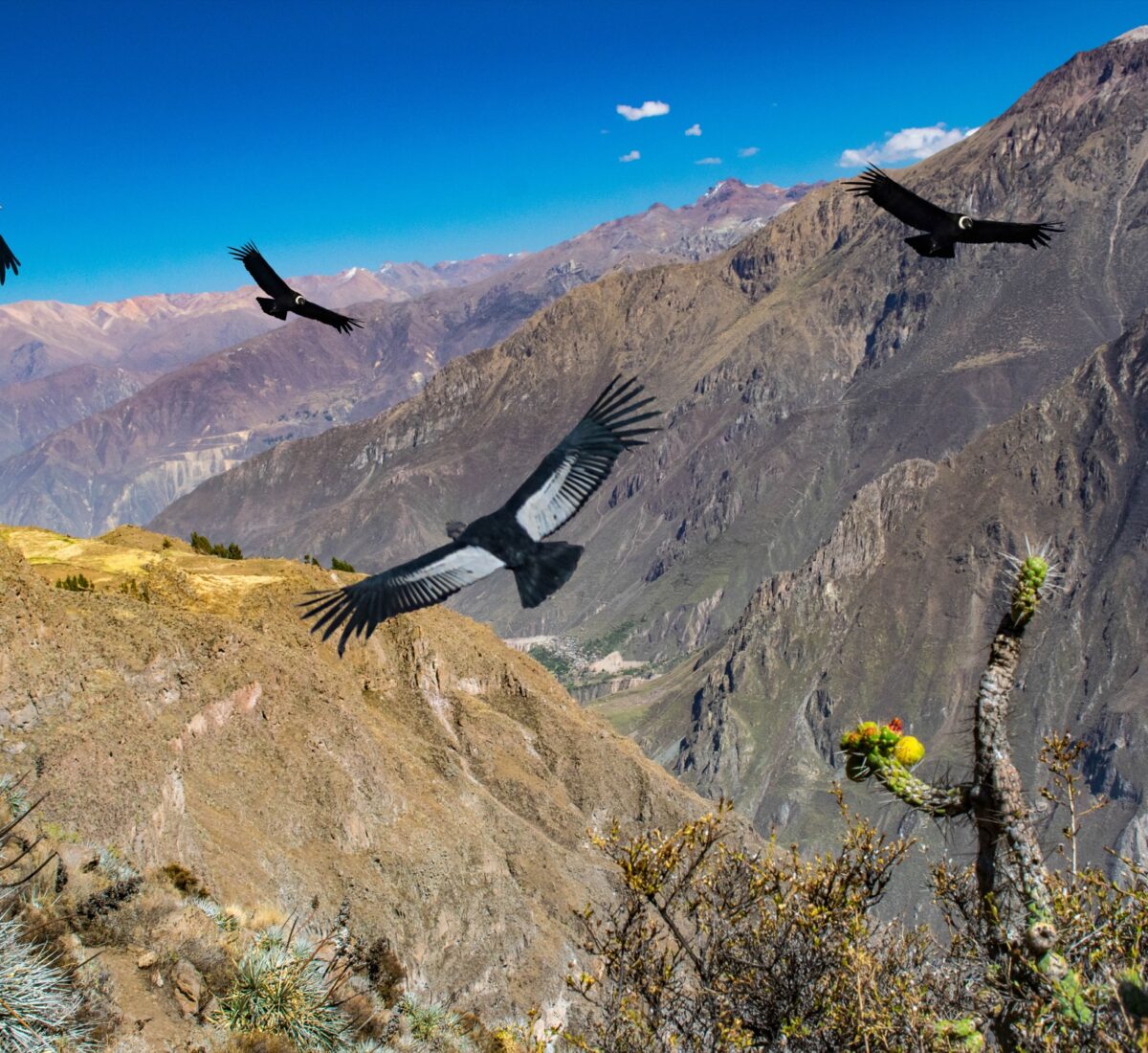 Colca Canyon