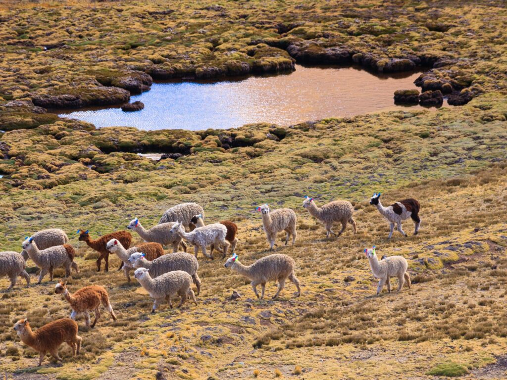 Vicunas