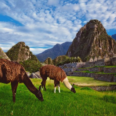 Machu Picchu