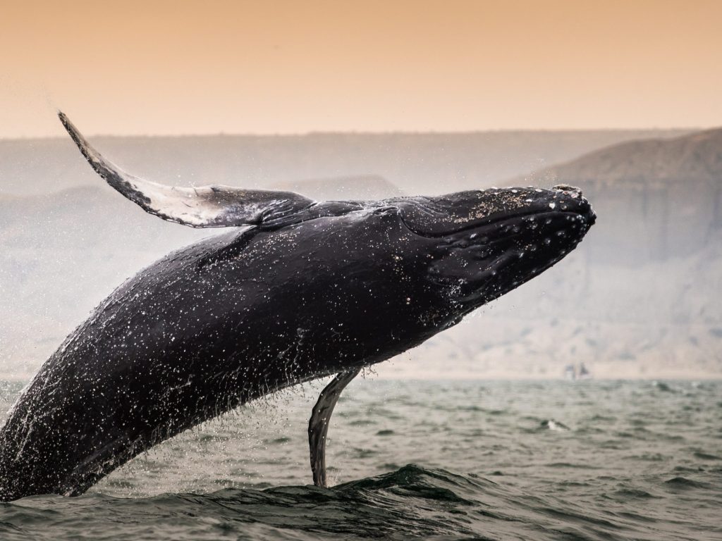 Whale