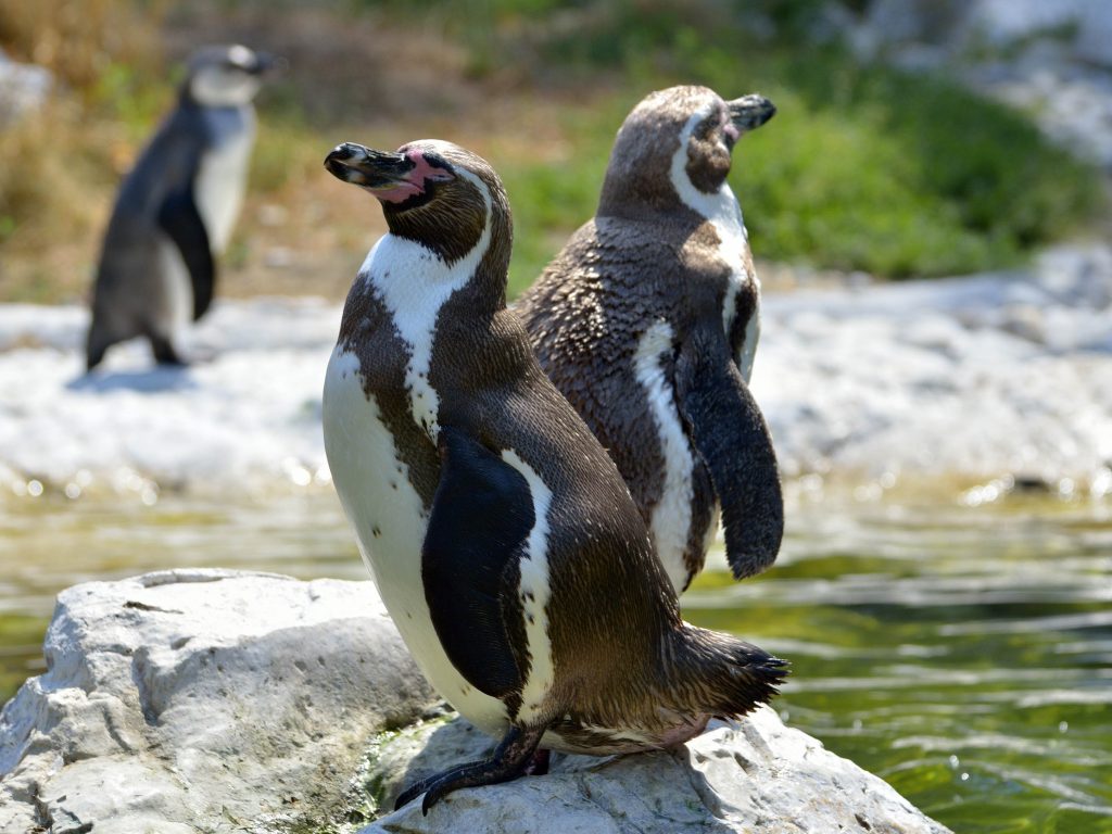 Humbolt Penguin