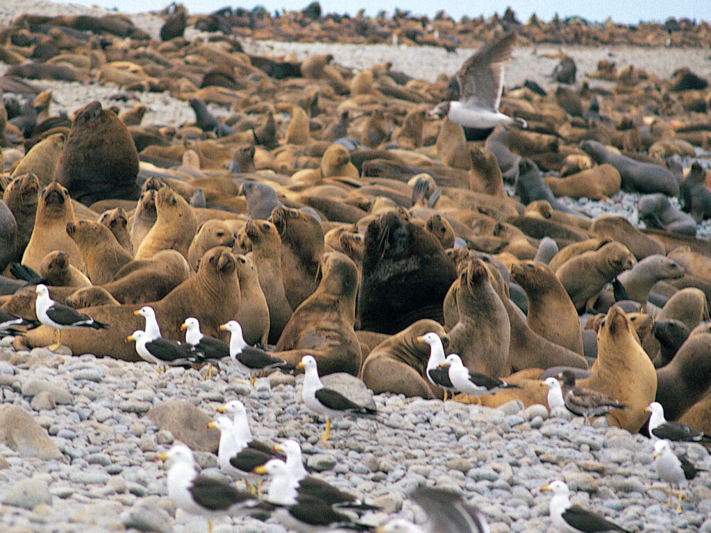 Seals
