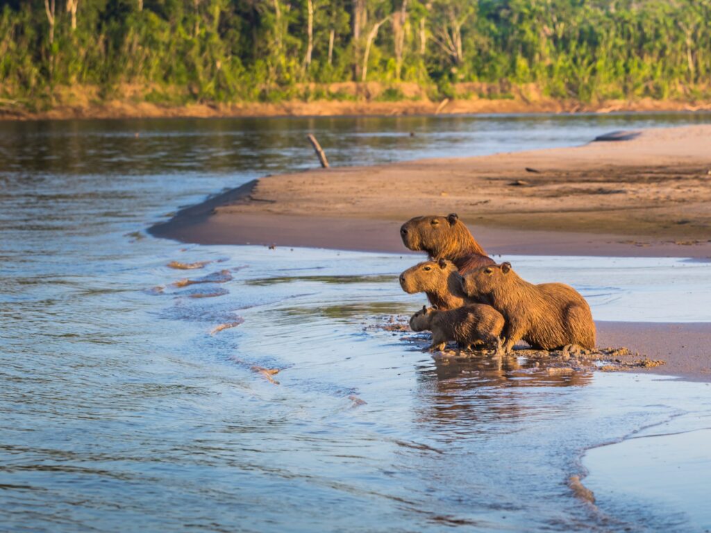 Capybara