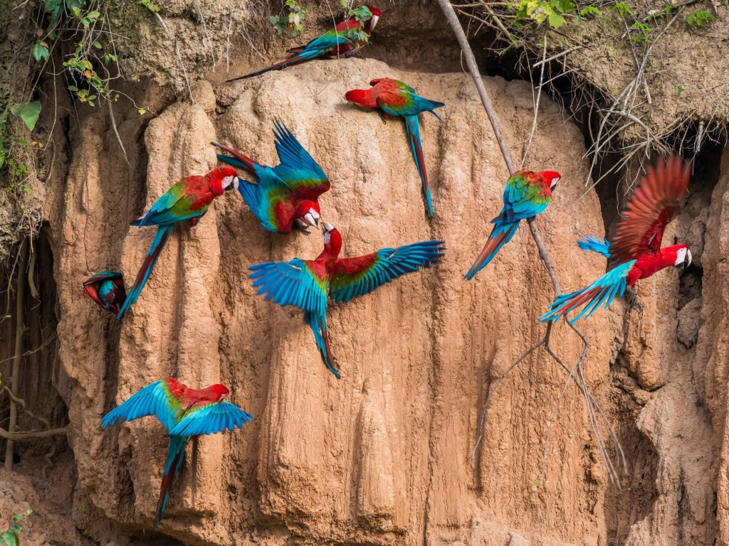 Parrot Clay Lick