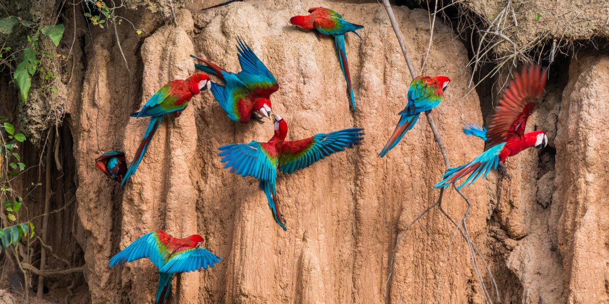 Parrot Clay Lick