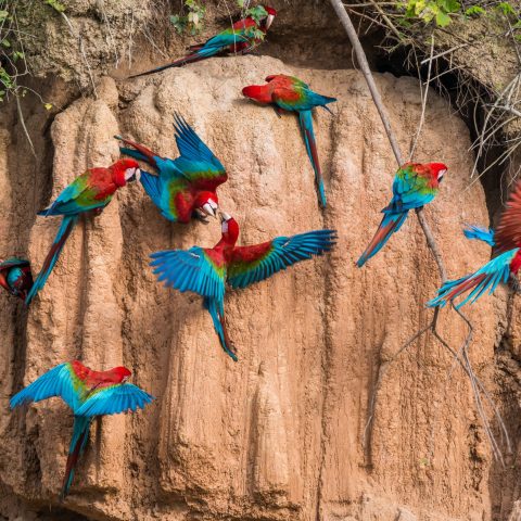 Parrot Clay Lick
