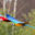 Macaw