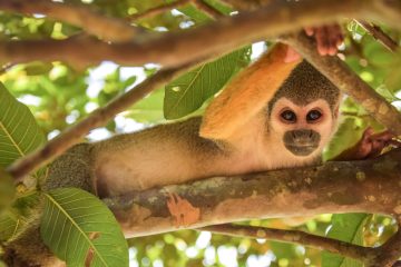 Monkey