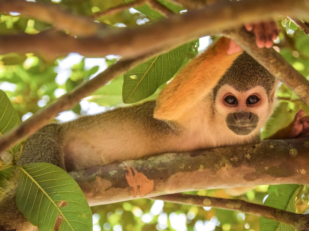 Monkey