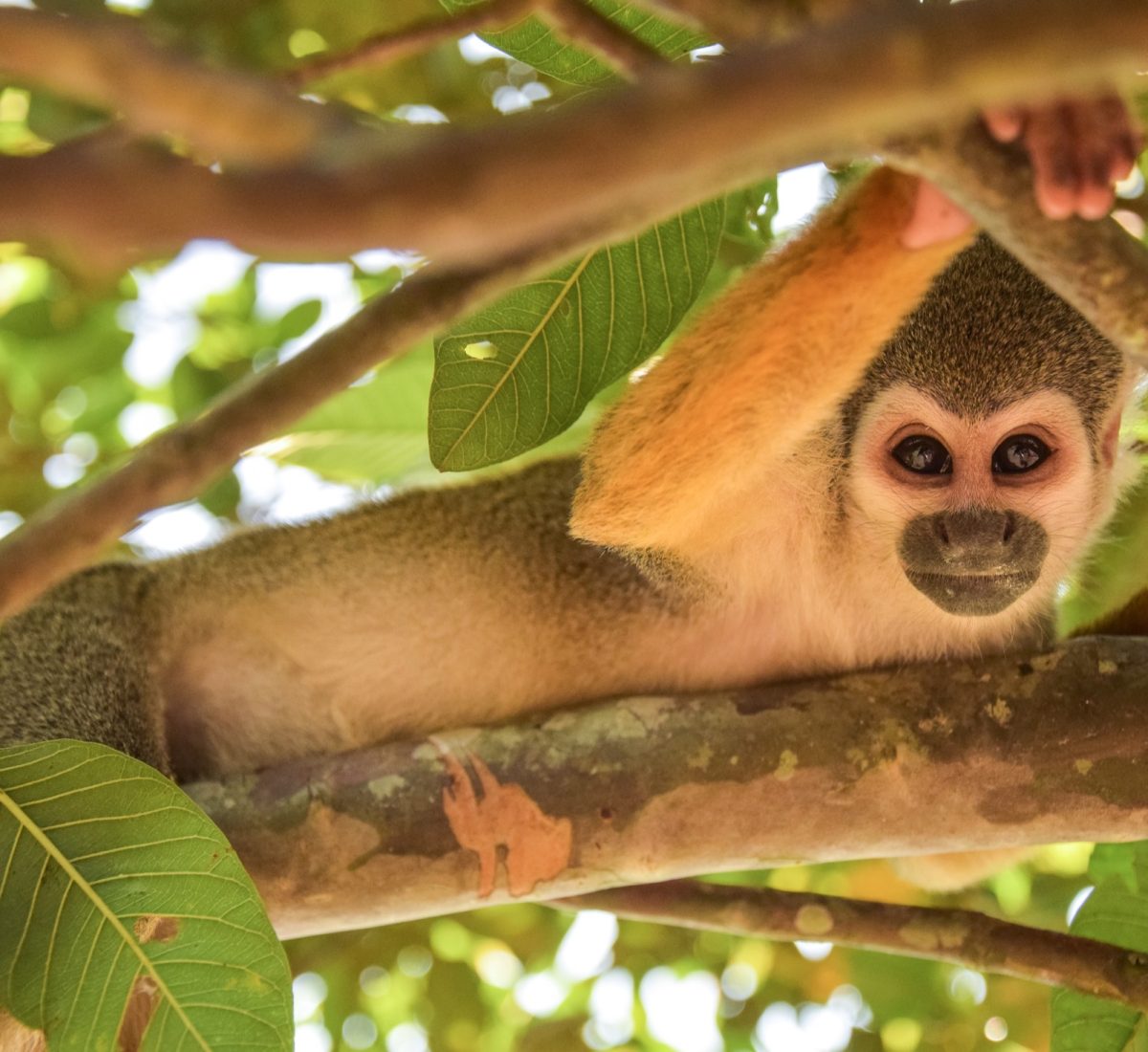 Monkey