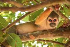 per_amazon_monkey_tp_staff Monkey