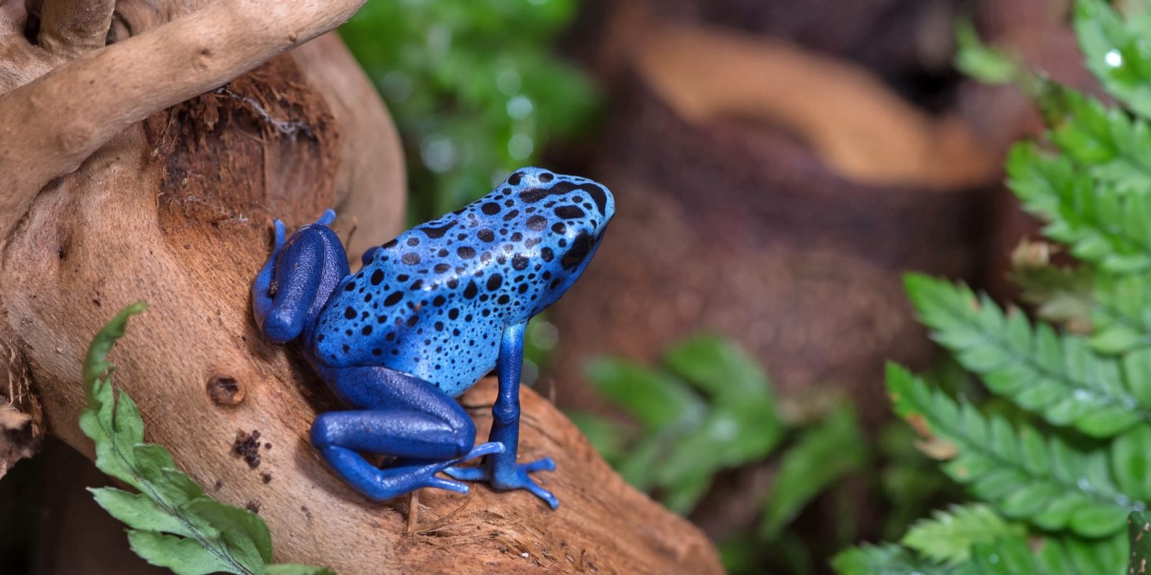 Blue spotted poison dart frog in the jungle