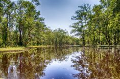 Matapica Swamp