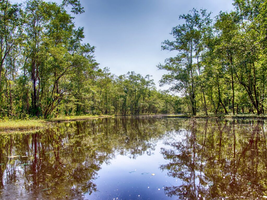 Matapica Swamp