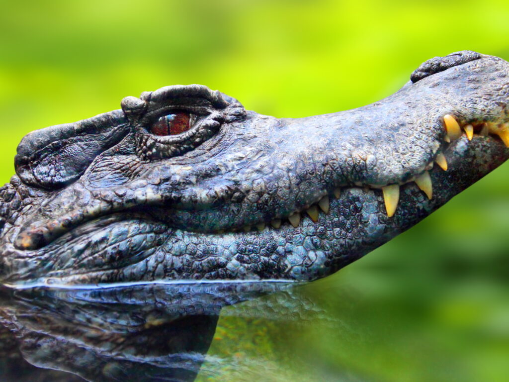 Black Caiman