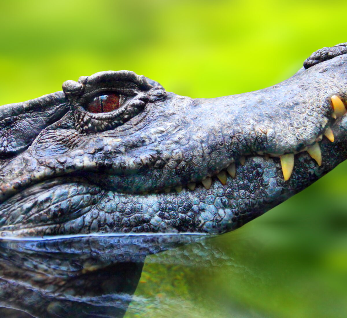 Black Caiman