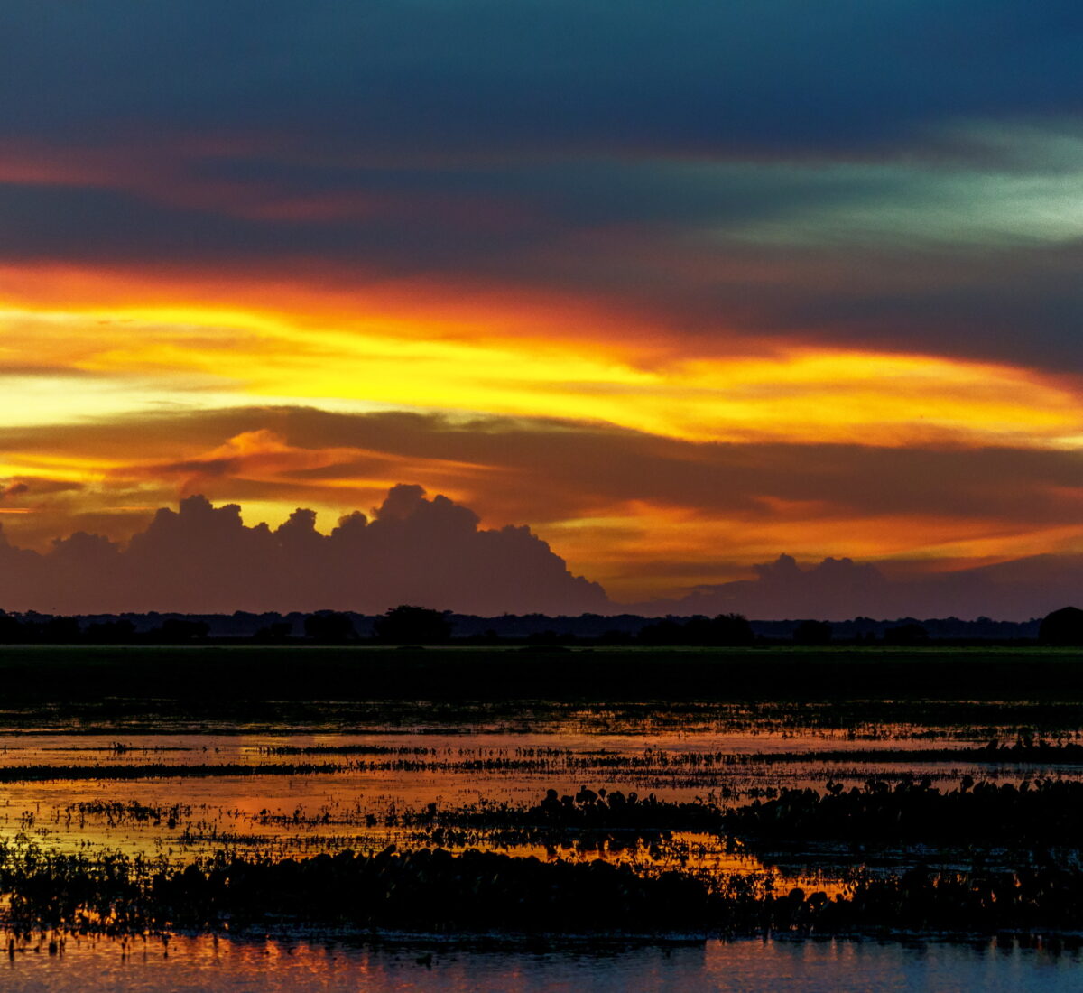 Los LLanos