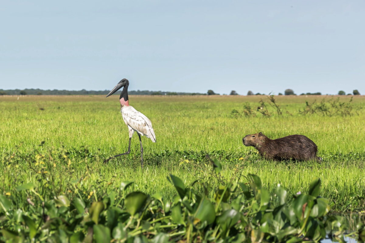 Discover The Llanos A Geographic Journey Through Venezuela And Colombia - ty9822g