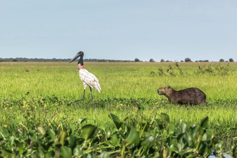 Los Llanos