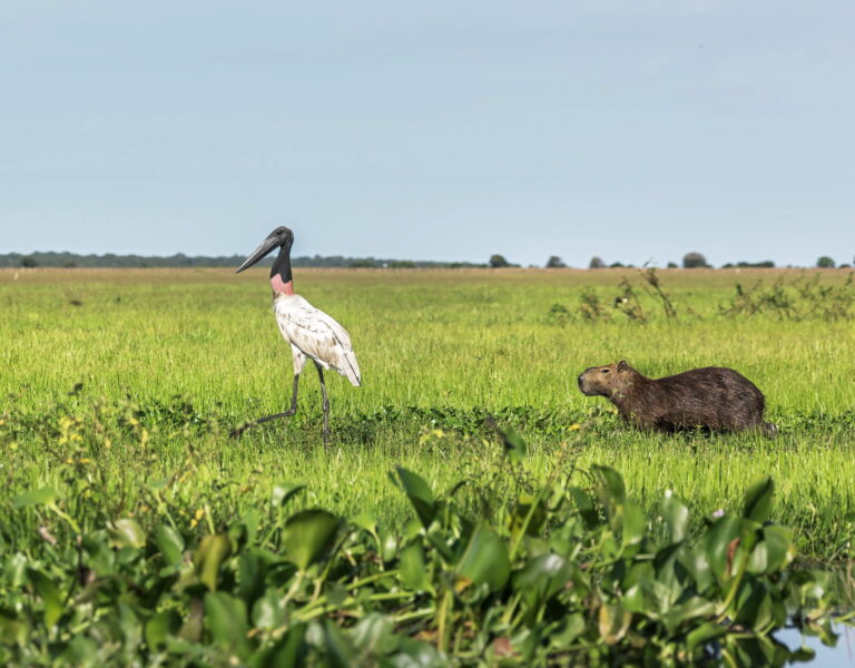 Los Llanos
