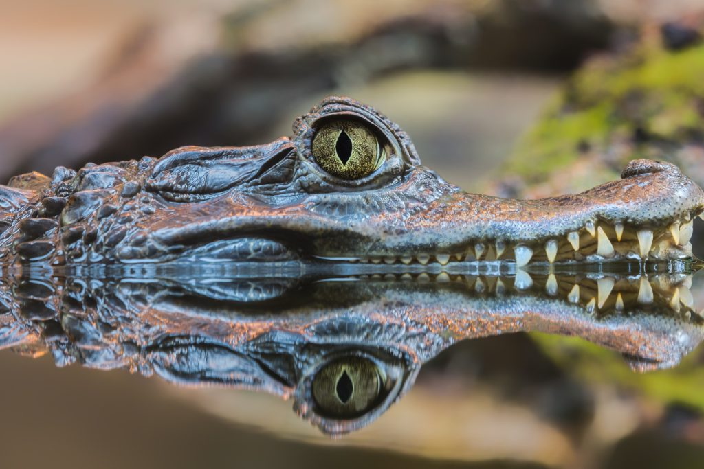 VEN_LosLlanosCaiman_shutterstock_447105649