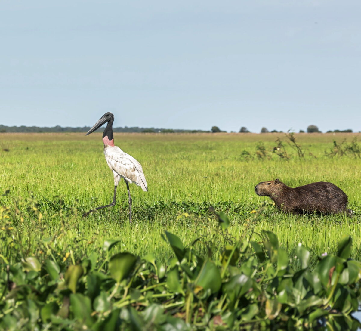 Los Llanos