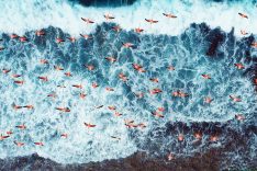 Flamingos Caribbean Coast