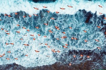 Flamingos Caribbean Coast