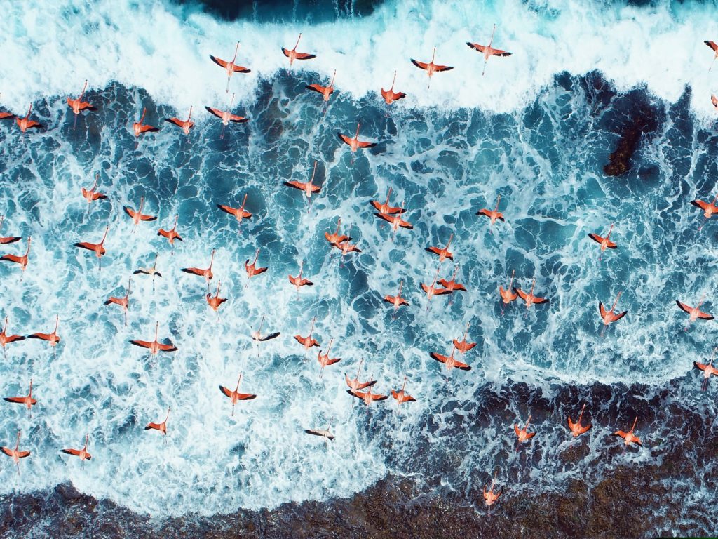 Flamingos Caribbean Coast