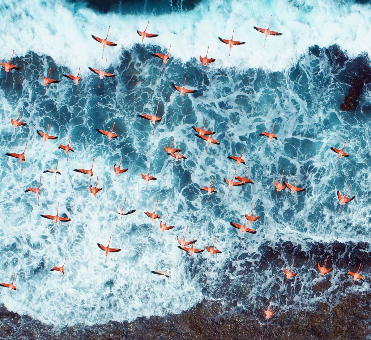 Flamingos Caribbean Coast