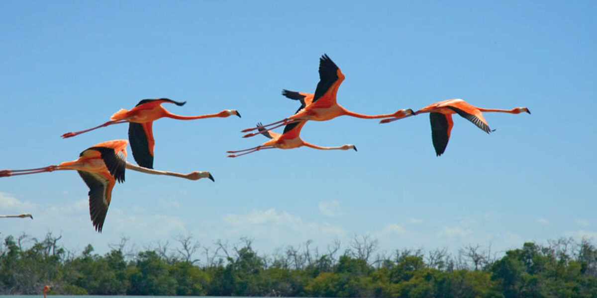 Flamingos
