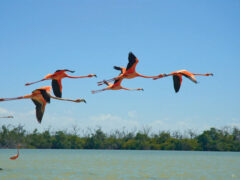Flamingos
