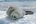 ANT_CrabeaterSeal_KeithTurner_freewithcredit ANT_CrabeaterSeal_KeithTurner_freewithcredit