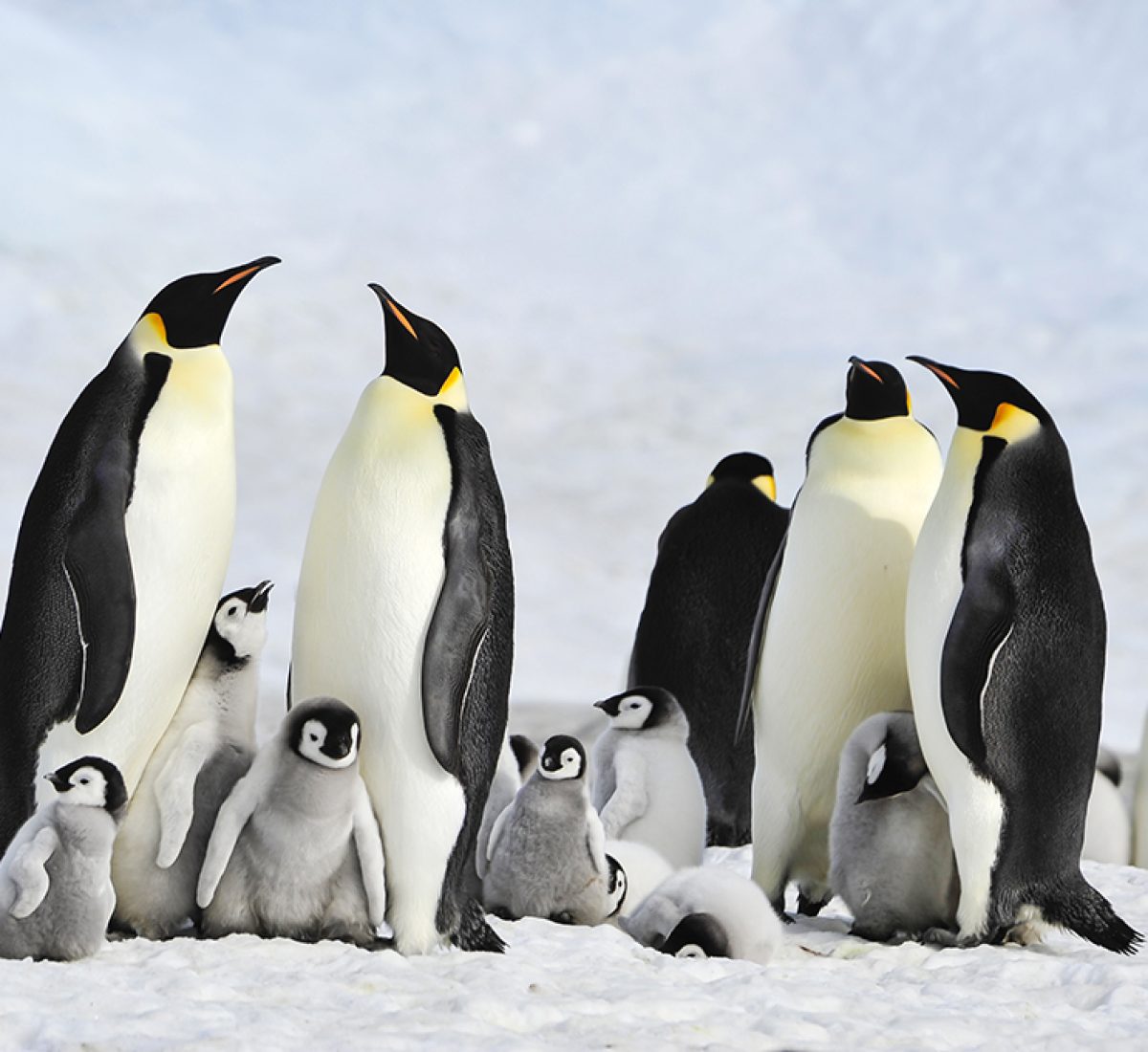 Emperor penguins
