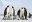 Emperor Penguin colony at Snow Hill in Antarctica. Emperor penguins