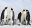 Emperor Penguin colony at Snow Hill in Antarctica. Emperor penguins
