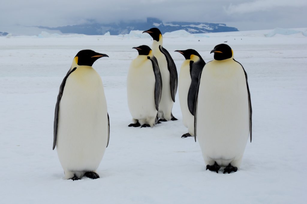 OCEANWIDE EXPEDITIONS ©